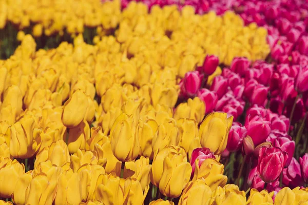 Fiori di tulipano multicolore — Foto Stock