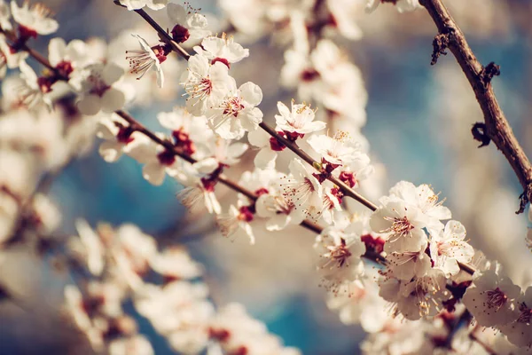 Apricot tree blossoms — Stock Photo, Image