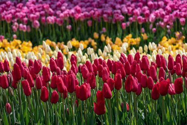 Красочные тюльпаны в парке Эмирган, Стамбул — стоковое фото
