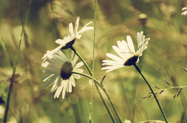 Flores de camomila selvagens — Fotografia de Stock