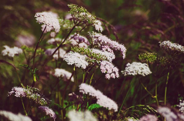 Voorjaar witte bloemen — Stockfoto