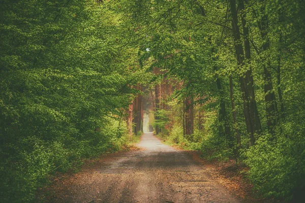 음침 한 숲 — 스톡 사진