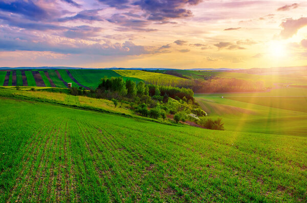 Rural landscape with colorful fields and waves at sunrise, spring seasonal natural background. South Moravia, Czech Republic
