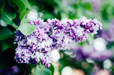 Bahar leylak çiçekleri