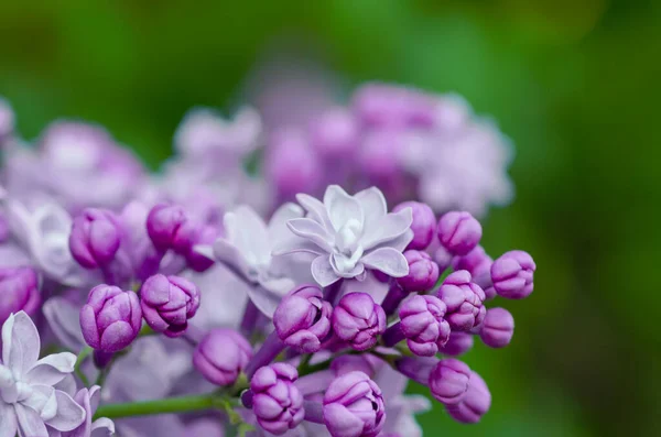 Flores lilás macro — Fotografia de Stock