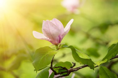 Magnolia bahar çiçekleri