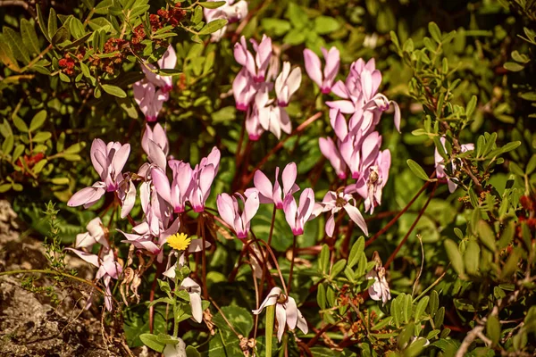Vahşi siklamenlerin çiçekleri