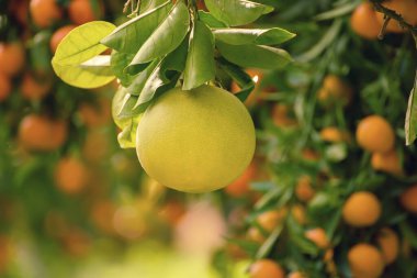 Bahçede Pomelo meyvesi