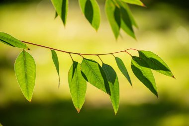 Okaliptüs yeşili yapraklar