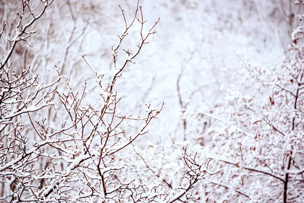 Under the snow — Stock Photo, Image