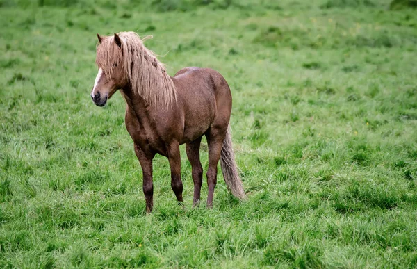 Ein isländisches Pferd — Stockfoto