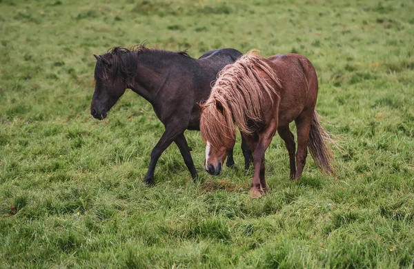 アイスランドの馬2頭 — ストック写真