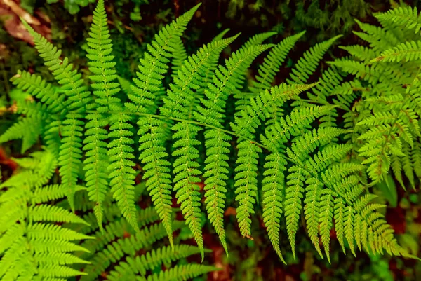 Farnblatt-Hintergrund — Stockfoto