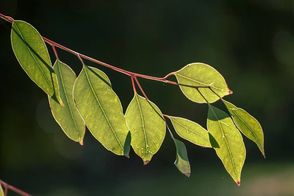 Foglie verdi di eucalipto — Foto Stock