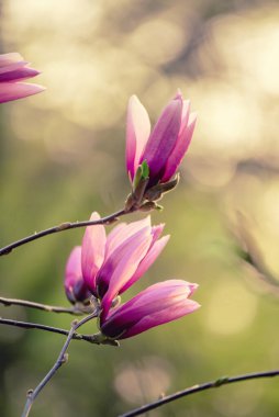 Magnolia bahar çiçekleri