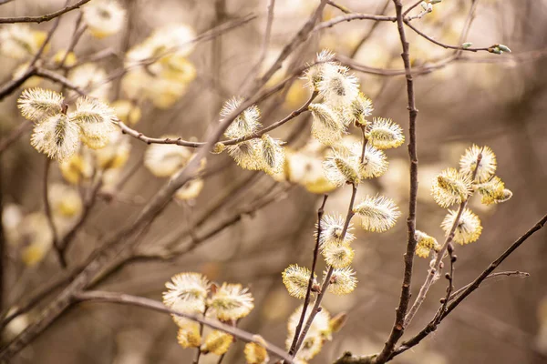 Blommande pilkvistar — Stockfoto