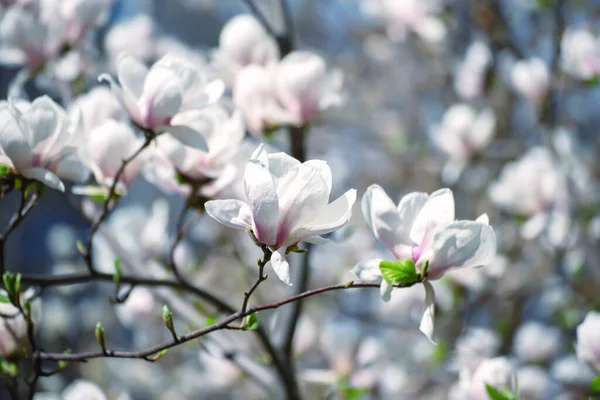 Magnolia wiosenne kwiaty — Zdjęcie stockowe