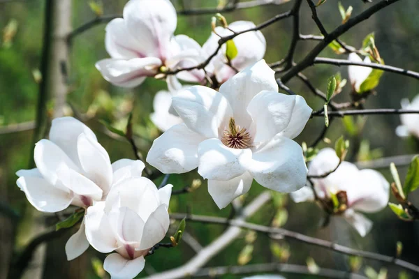 मॅग्नोलिया वसंत ऋतु फुले — स्टॉक फोटो, इमेज