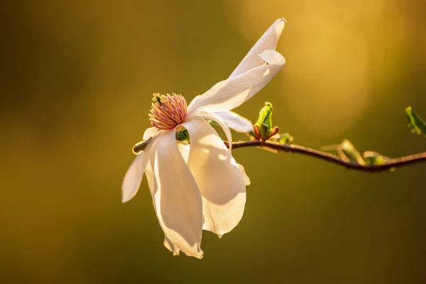 Magnolia wiosenne kwiaty — Zdjęcie stockowe