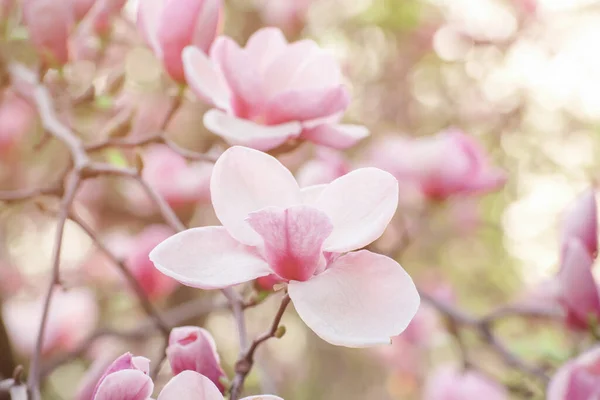 Magnolia flores de primavera — Foto de Stock