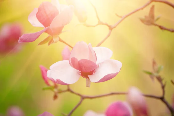 Магнолия весенние цветы — стоковое фото