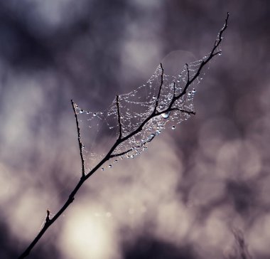 Damlacıklı ağaç dalı