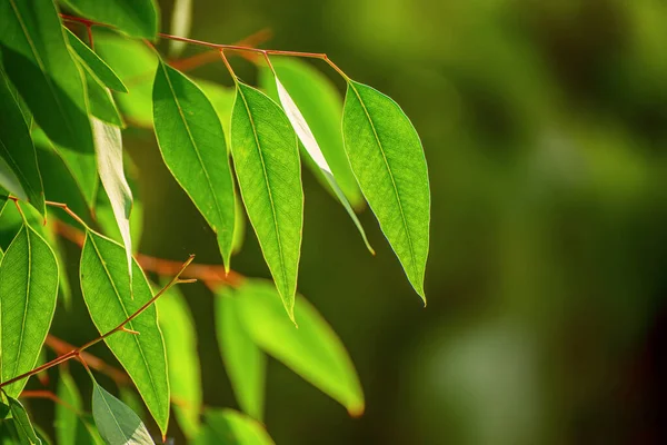 Feuilles vertes d'eucalyptus — Photo