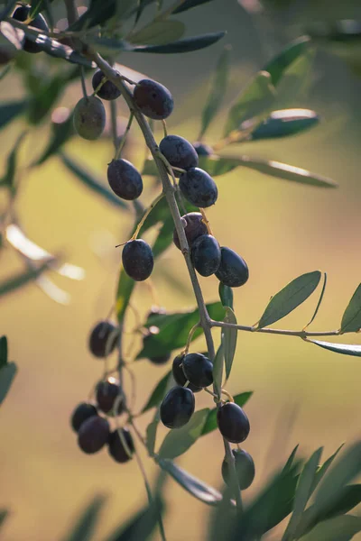 Meyveli zeytin ağacı — Stok fotoğraf