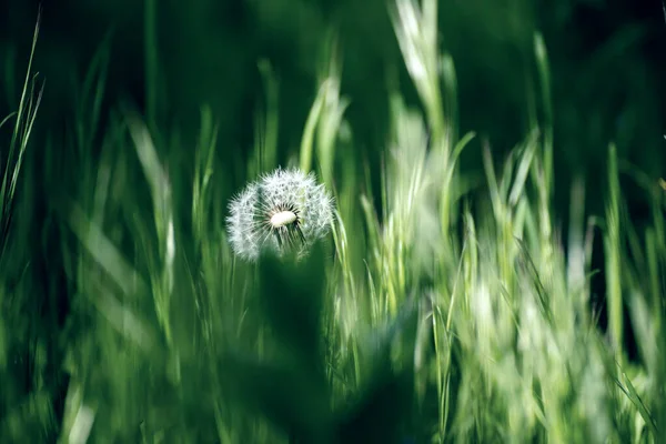 Dandelion flor branca — Fotografia de Stock