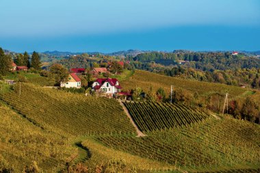 Şarap yolu, Maribor, Slovenya