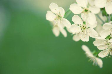 Kiraz çiçekleri çerçevesi