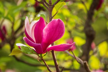 Magnolia bahar çiçekleri