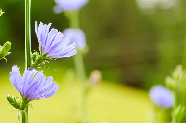 Flor de achicoria en la naturaleza — Foto de Stock