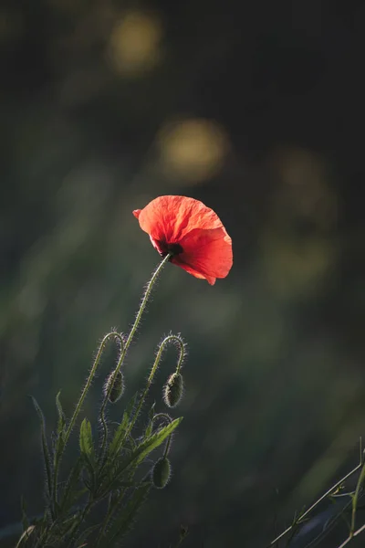 Papavero di primavera rosso — Foto Stock