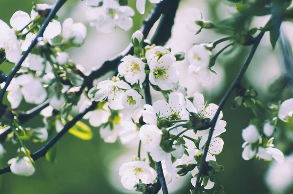 Cherry flowers frame — Stock Photo, Image