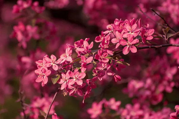 Rote Apfelblüten — Stockfoto