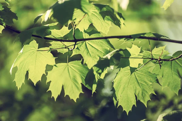 Feuilles d'érable fond — Photo