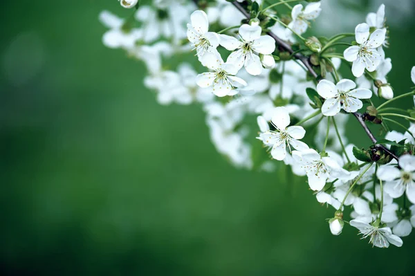 Cornice fiori di ciliegio — Foto Stock