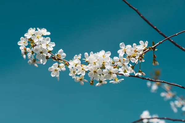 벚꽃 — 스톡 사진