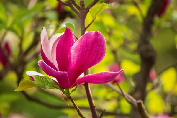 Magnolia bahar çiçekleri