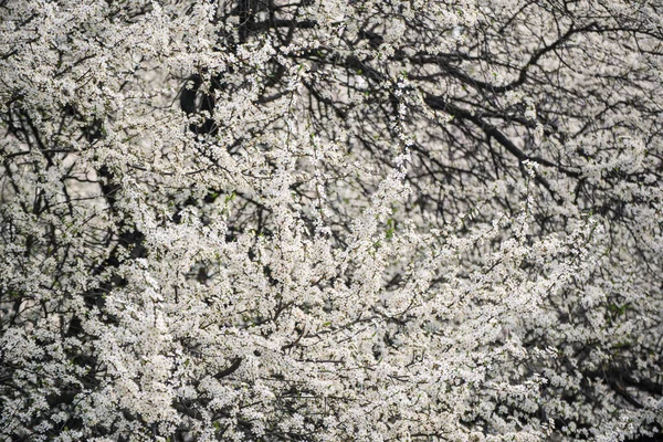 Fiore di prugne — Foto Stock