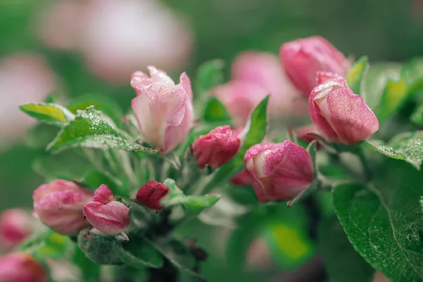 Maçã flor árvore — Fotografia de Stock