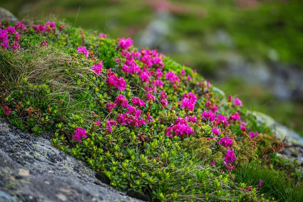 Flores de rododendro en la naturaleza —  Fotos de Stock