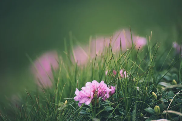 自然の中のツツジの花 — ストック写真