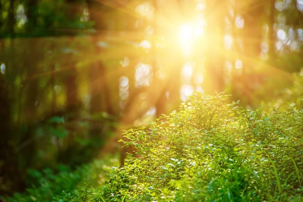 Mörk lynnig skog — Stockfoto