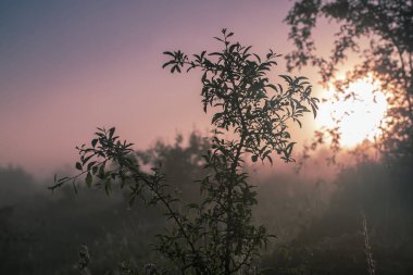 Klasik güneşli arkaplan