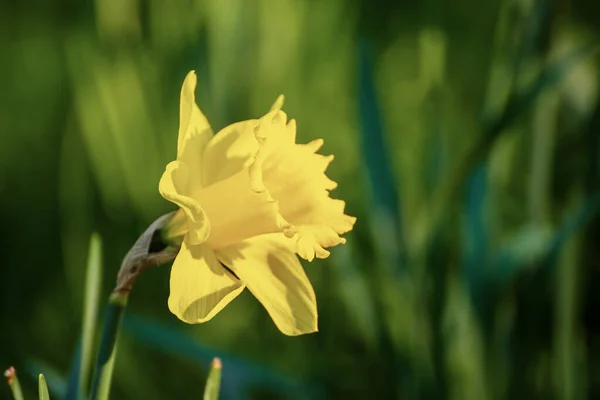 Krásné žluté narcisy — Stock fotografie