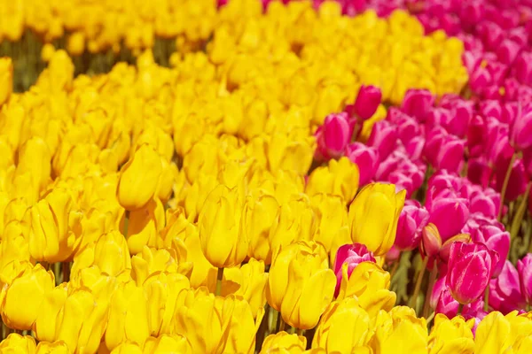 Fiori di tulipano multicolore — Foto Stock
