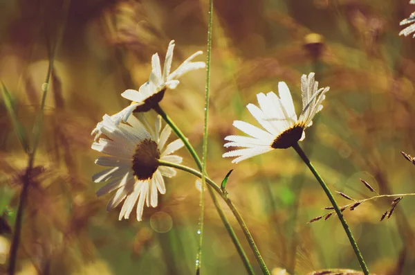 Flores de camomila selvagens — Fotografia de Stock