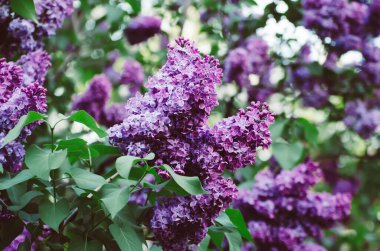 Bahar leylak çiçekleri